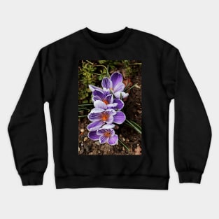 crocuses lined up Crewneck Sweatshirt